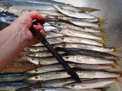 アオヤガラの寿司　デリバリー