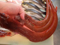 アカヤガラの寿司　デリバリー