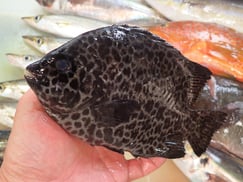 イシガキダイの寿司　デリバリー