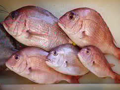 日本橋箱崎町　寿司　出前　真鯛