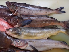 ホッケ　コマイ　羅臼　未利用魚