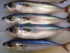 ゴマサバの寿司　美味しいお寿司　出前