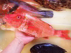 ホウライヒメジの寿司　美味しいお寿司　出前