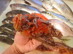 オニオコゼの寿司　デリバリー　出前