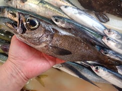 クロムツの寿司　デリバリー　出前