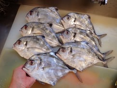 イトヒキアジの寿司　出前　デリバリー