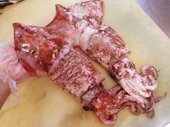 北海道　未利用魚