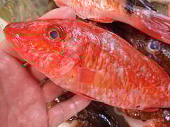 ホウライヒメジのにぎり　寿司　出前