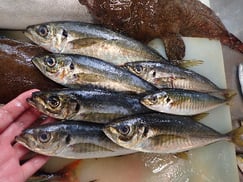 マアジの寿司　デリバリー