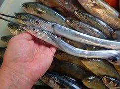 トウザヨリ寿司　デリバリー　出前