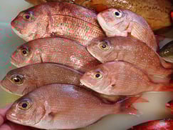 マダイの寿司　デリバリー