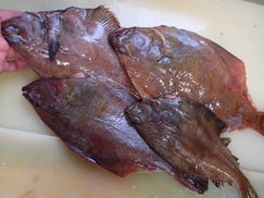 ソウハチガレイ　羅臼　未利用魚