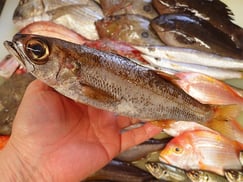 クロムツ　五島列島の魚　未利用魚