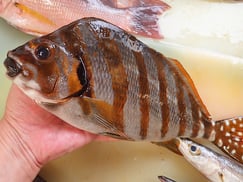 タカノハダイ　未利用魚　五島列島