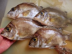 SDGs　チョウセンバカマ　寿司　出前