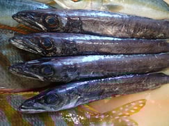 クロシビカマスの寿司　デリバリー