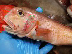 シロアマダイのにぎり　寿司　出前