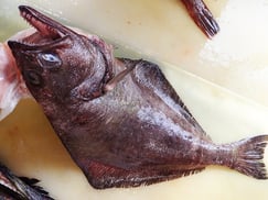 アブラガレイ　羅臼　未利用魚