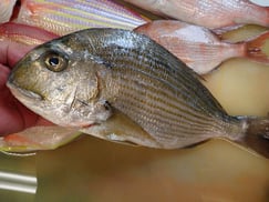 ヘダイの寿司　デリバリー　出前