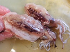 スミイカ　大船渡　未利用魚