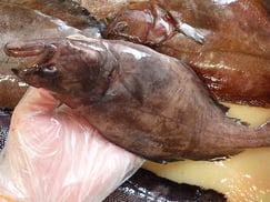 カラスガレイ　羅臼　未利用魚
