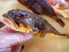 ツマグロカジカ　羅臼　未利用魚