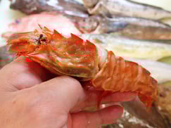 ガザ海老　羅臼　未利用魚