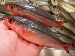 タカサゴの寿司　美味しいお寿司　出前