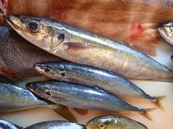 ムロアジの寿司　デリバリー　出前