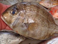 メイチダイの寿司　デリバリー