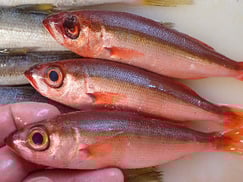 ハチビキの寿司　デリバリー