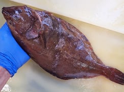 マガレイ　羅臼　未利用魚