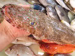 デリバリー　ワニゴチの寿司