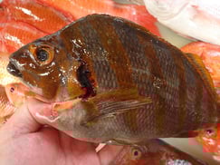 タカノハダイの寿司　デリバリー