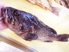 クロゾイ-寿司-出前