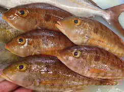 ホソフエフキの寿司　デリバリー