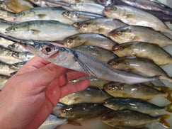 トウザヨリの寿司　デリバリー