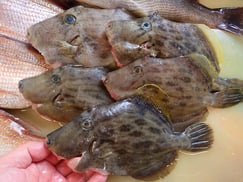 カワハギの寿司　デリバリー　出前