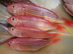 ブダイ　美味しいお寿司　出前