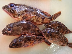 ウッカリカサゴの寿司　出前　デリバリー