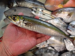 ムロアジの寿司　デリバリー