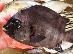 イシダイの寿司　デリバリー