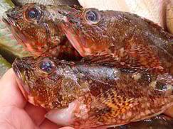 ウッカリカサゴ　宅配寿司