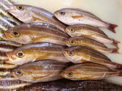 イサキの寿司　デリバリー