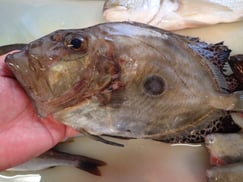 マトウダイの寿司　デリバリー