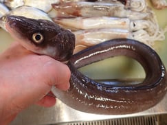 黒穴子の寿司　美味しいお寿司　出前