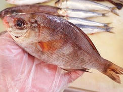 マタナゴ　高級寿司　出前