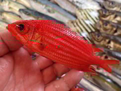 テリエビスの寿司　デリバリー