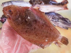 ヤナギガレイ　岩手　未利用魚