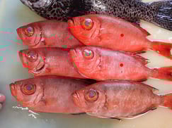 キントキダイの寿司　デリバリー